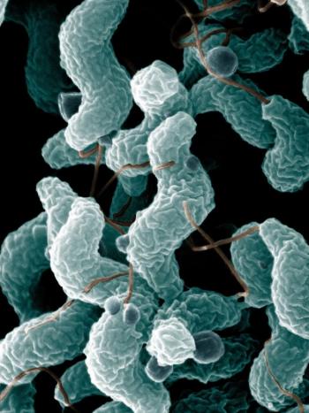 Infecciones por Campylobacter: síntomas, detección y prevención