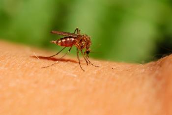 Com evitar i curar les picades de mosquit