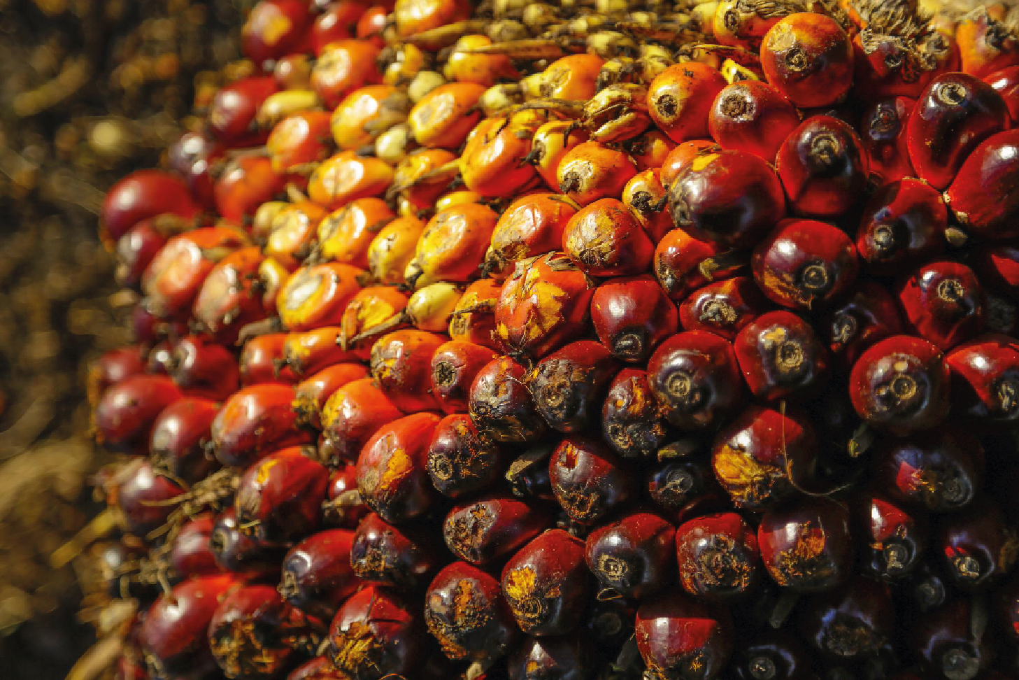 Aceite de palma: conoce qué es, qué alimentos lo contienen y qué riesgos supone
