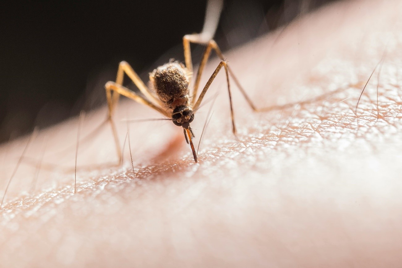 Com evitar i curar les picades de mosquit
