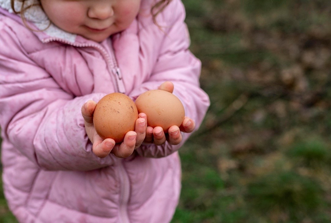 Niña con huevos de gallina en la mano