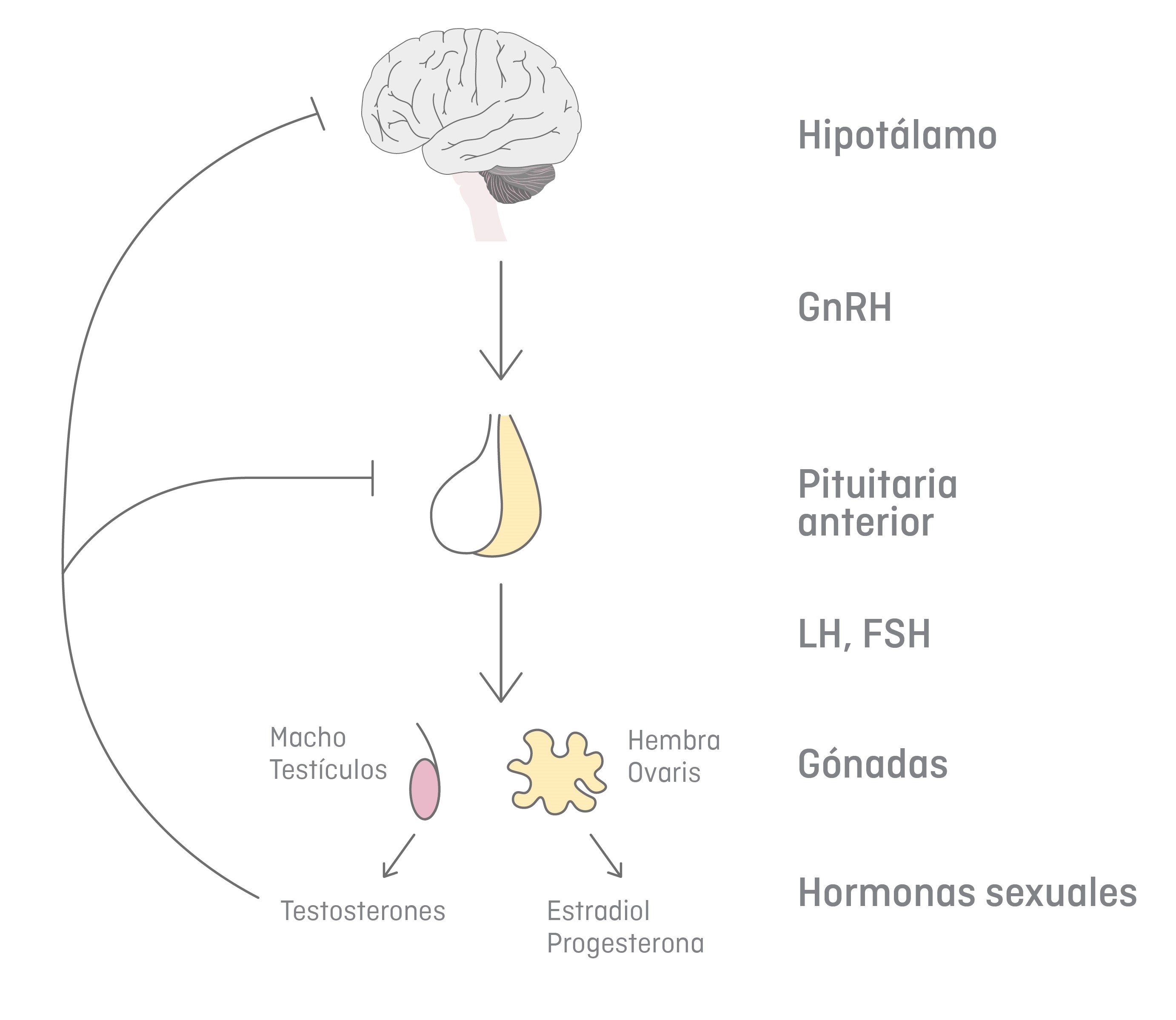 Eje hipotálamo hipofisario gonadal