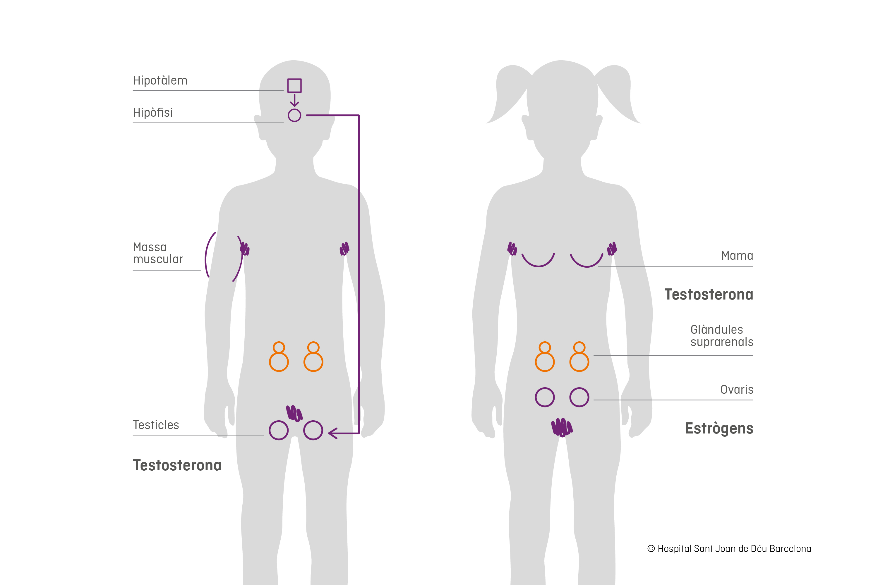 Infografia pubertat