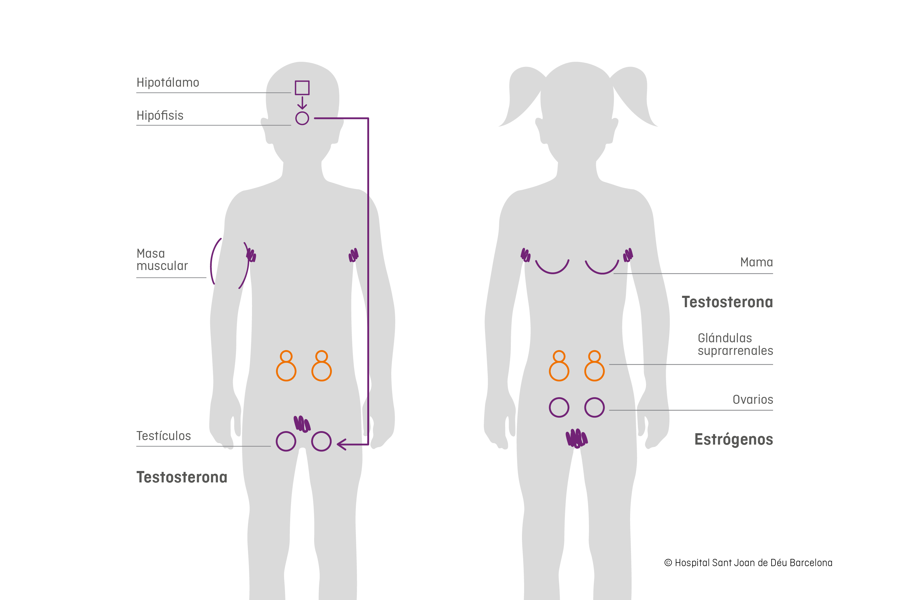 Infografía pubertad