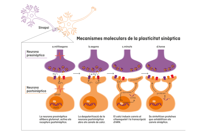mecanismes sinàptics