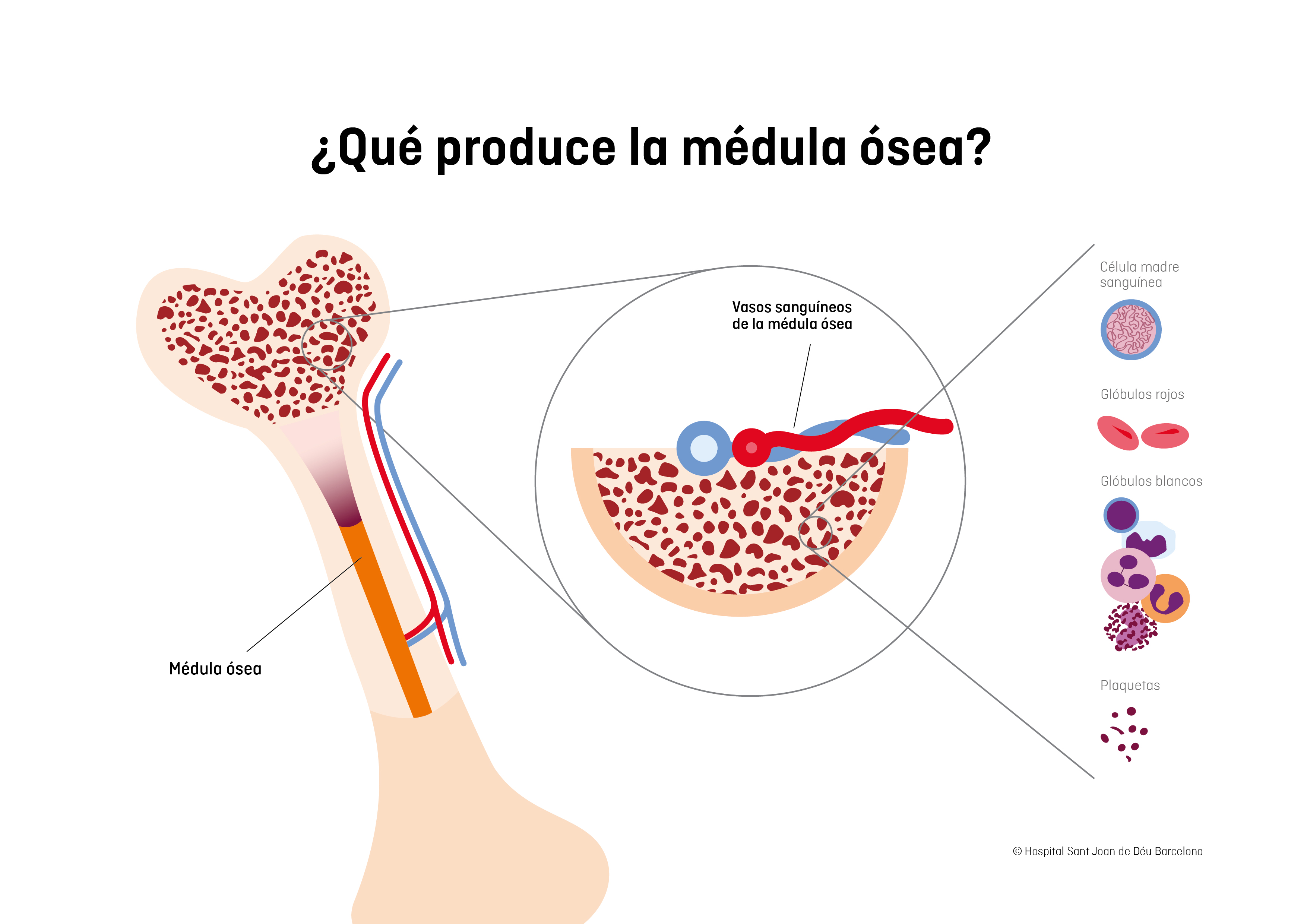 ¿Qué produce la médula ósea?