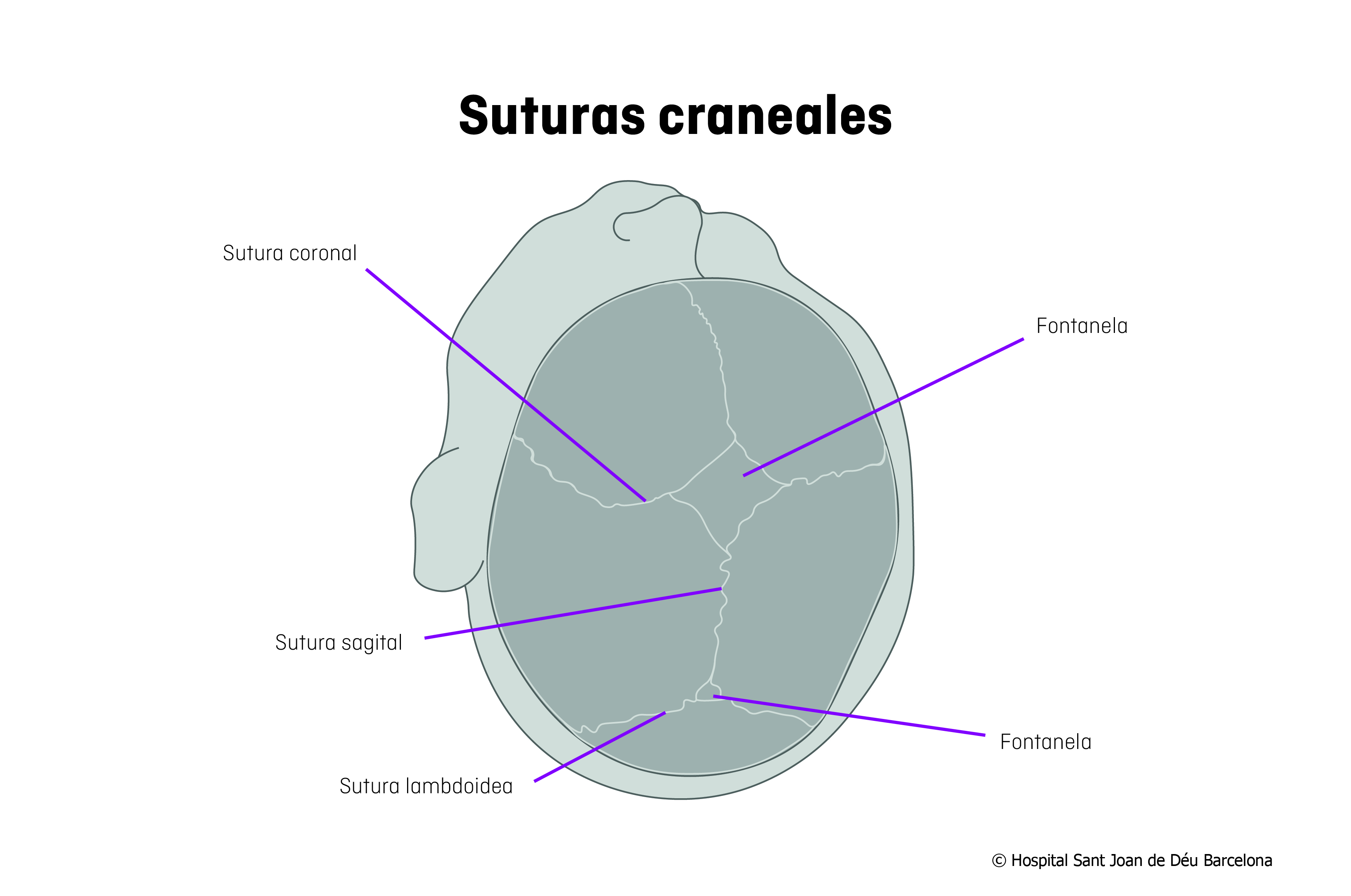 Suturas craneales