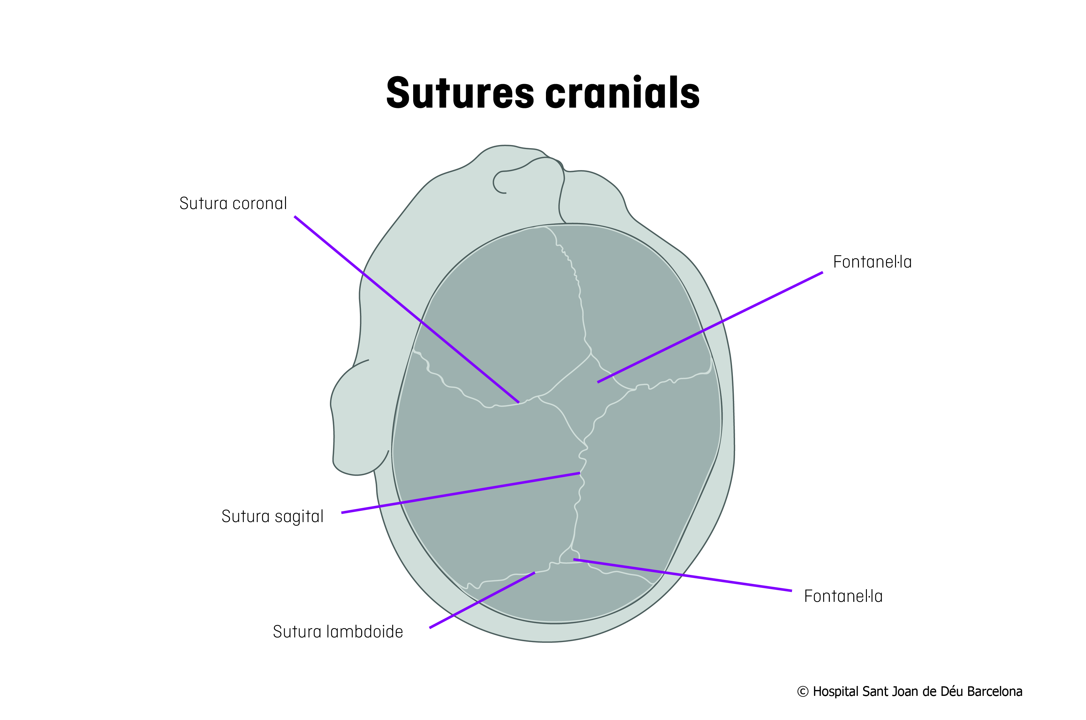 Sutures cranials